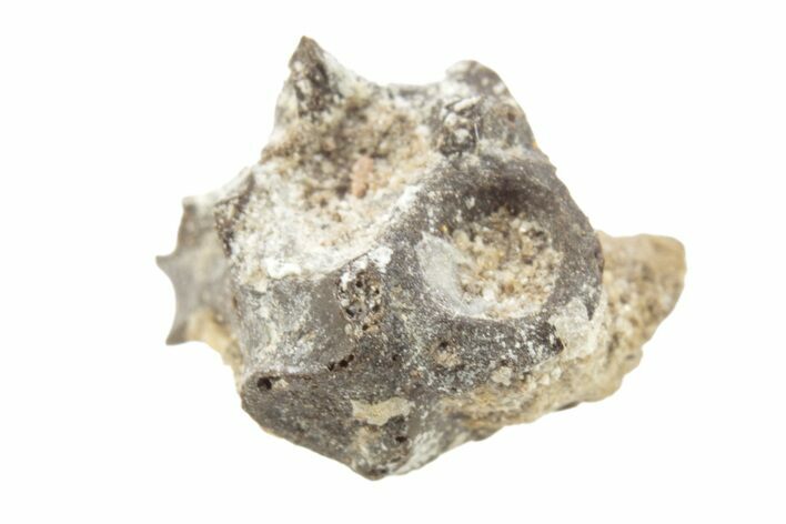 Permian Reptile Fossil Vertebra - Oklahoma #261378